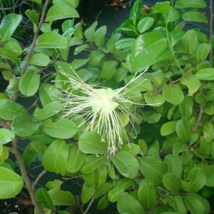 Limber Caper