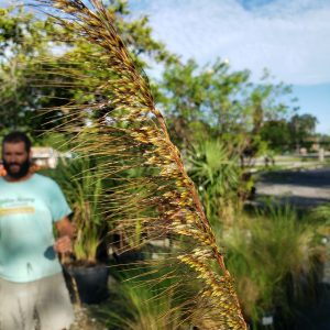 Lopsided Sorghastrum (Lopsided Indian Grass)