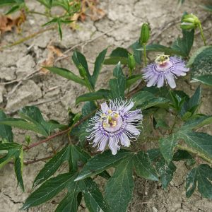 Maypop Passionvine (P. incarnata)