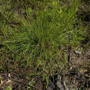 Black Seeded Needle Grass