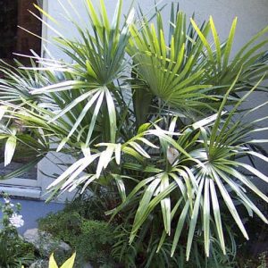 Needle Palm