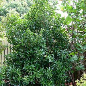 Myrsine