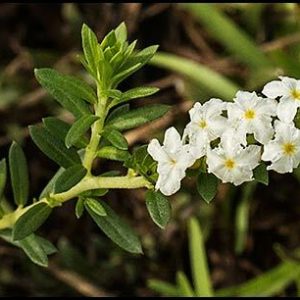 White Pineland Heliotrope