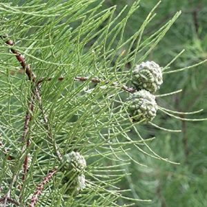 Pond Cypress