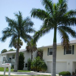 Royal Palm