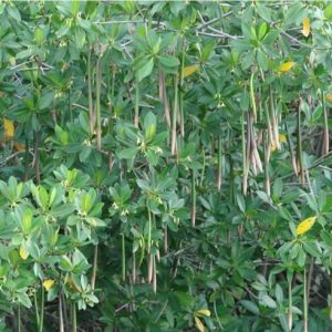 Red Mangrove