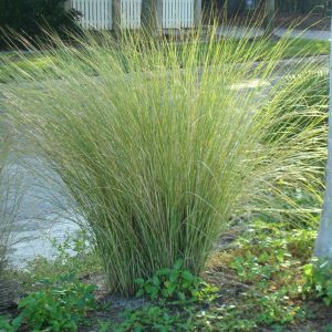 Sand Cordgrass