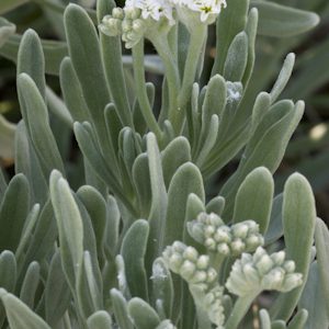 Sea Lavender