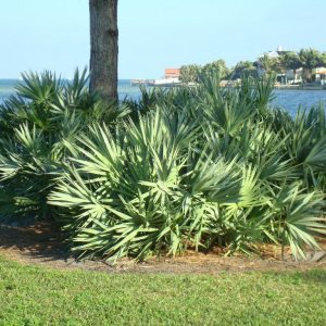 Silver Saw Palmetto