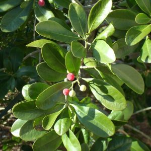 Cinnamon Bark