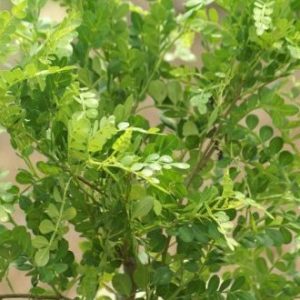 Wild Lime