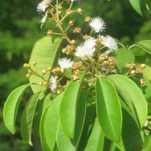 Spicewood