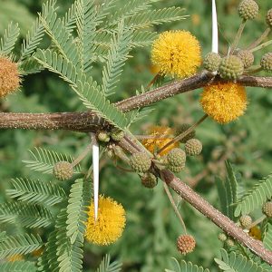 Sweet Acacia