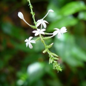 Wild Plumbago