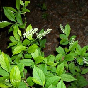 Virginia Sweetspire