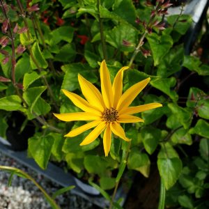 Narrowleaf Sunflower