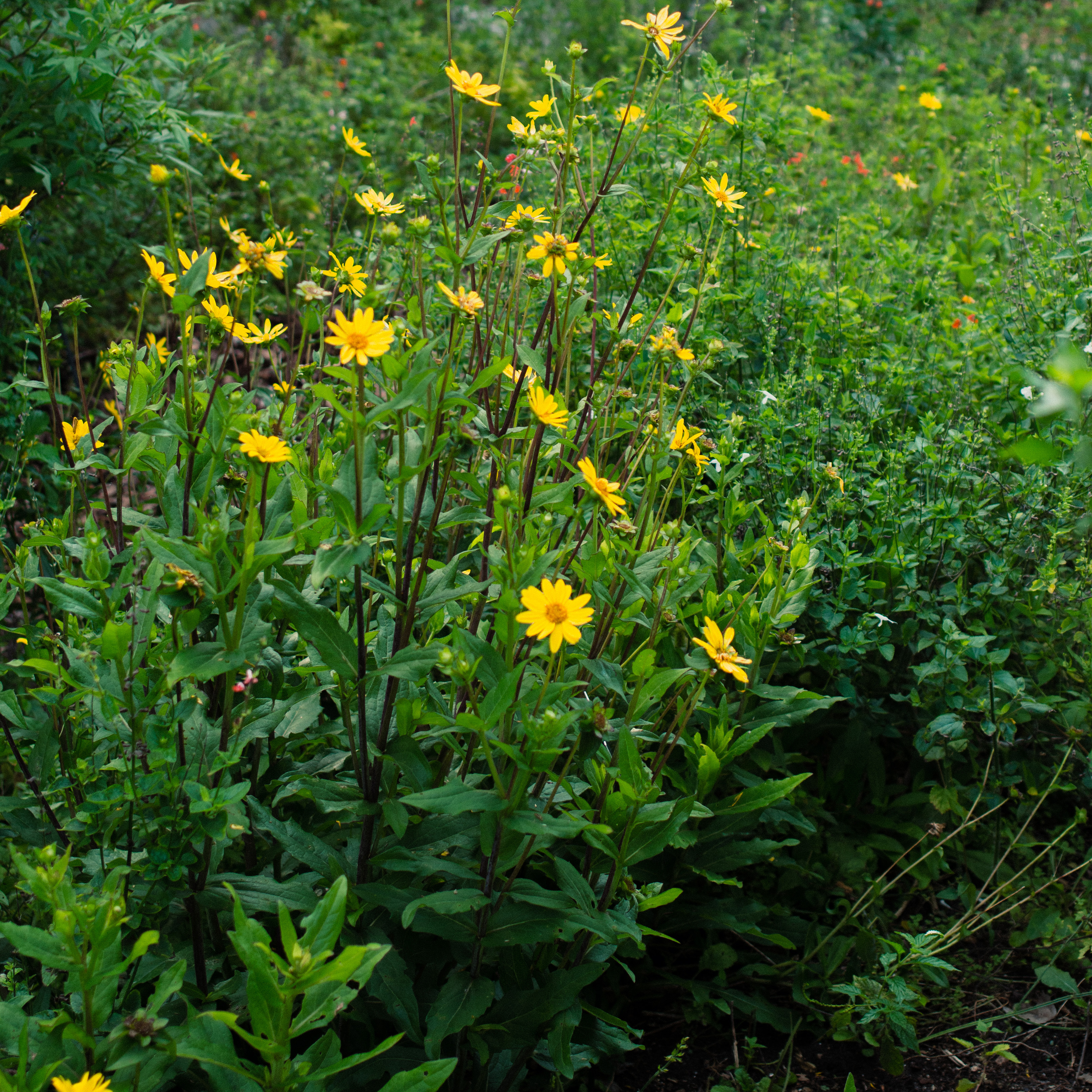 Starry Rosinflower
