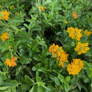 Pineland Lantana Var. depressa