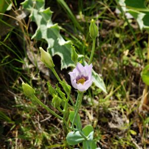 Seaside Gentian