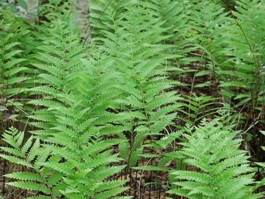 Virginia Chain Fern 1 GAL