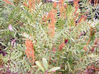 Royal Fern