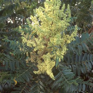 Winged Sumac
