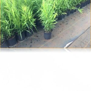 River Oats