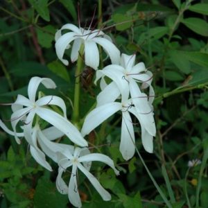 Swamp Lily