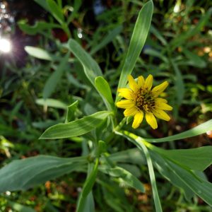 Sea Oxeye Daisy