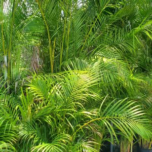 Areca Palm
