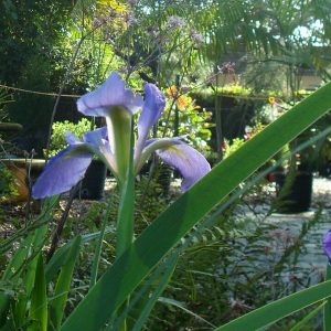 Blue Flag Iris