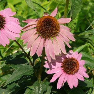 Purple Coneflower