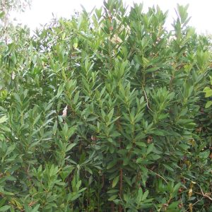 Ocala Yellow Anise