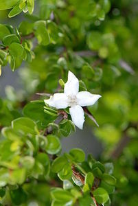 White Indigoberry