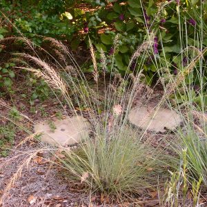 Pineywoods Dropseed