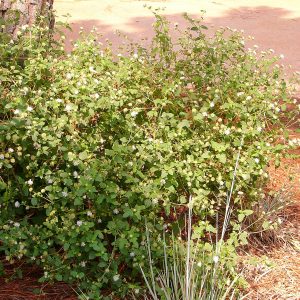 Everglades Squarestem (Dwarf Salt & Pepper)