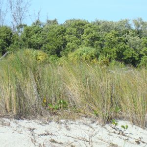 Saltmarsh Cordgrass