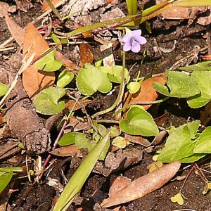 Florida Violet Florida Common Violet