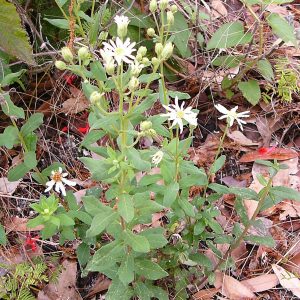 Whitetop Aster