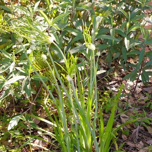 Meadow Garlic