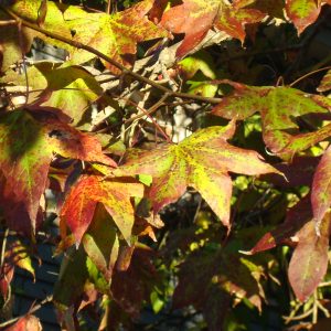 Sweetgum