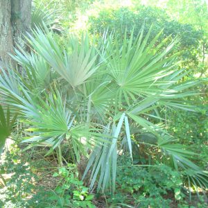 Key Thatch Palm