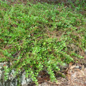 Quailberry