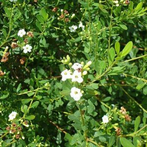 Bahama Strongbark