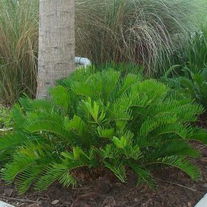 Coontie