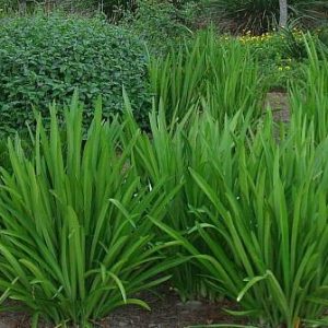 Mangrove Spider Lily