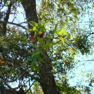 Turkey Oak