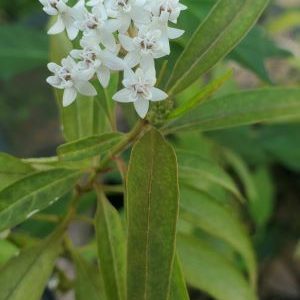White Swamp Milkweed