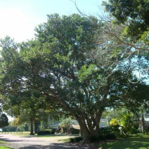 Strangler Fig