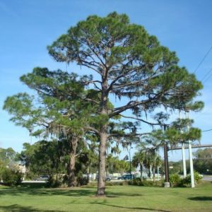 Slash Pine